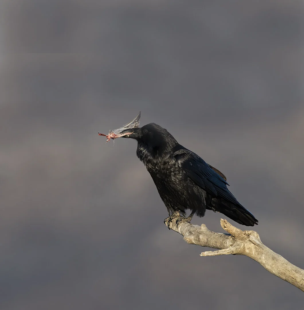 Common_Raven_DSC0858 copy.jpg