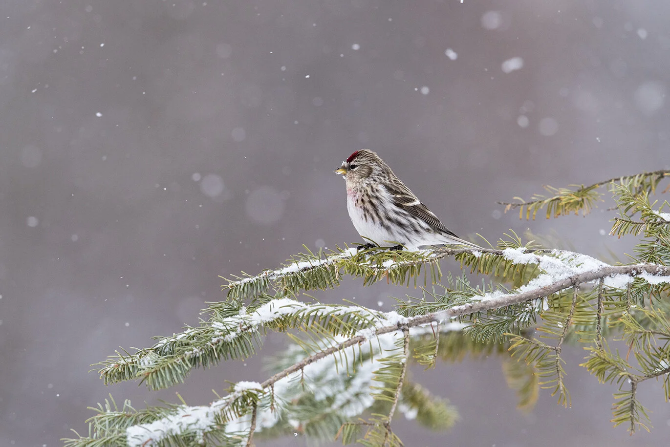 Common_Redpoll_DSC_9649 copy.jpg
