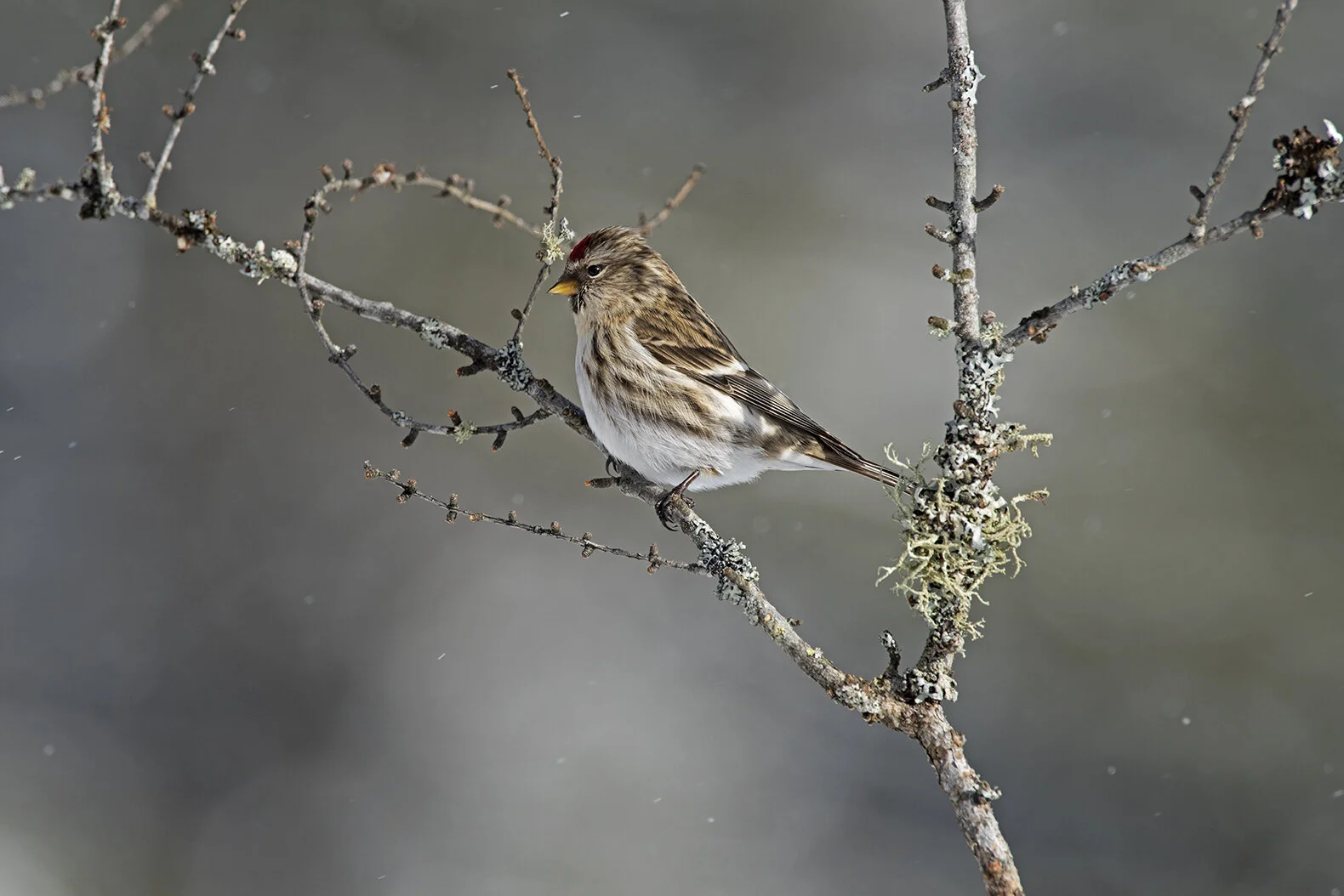 Common_Redpoll_DSC3477 copy.jpg
