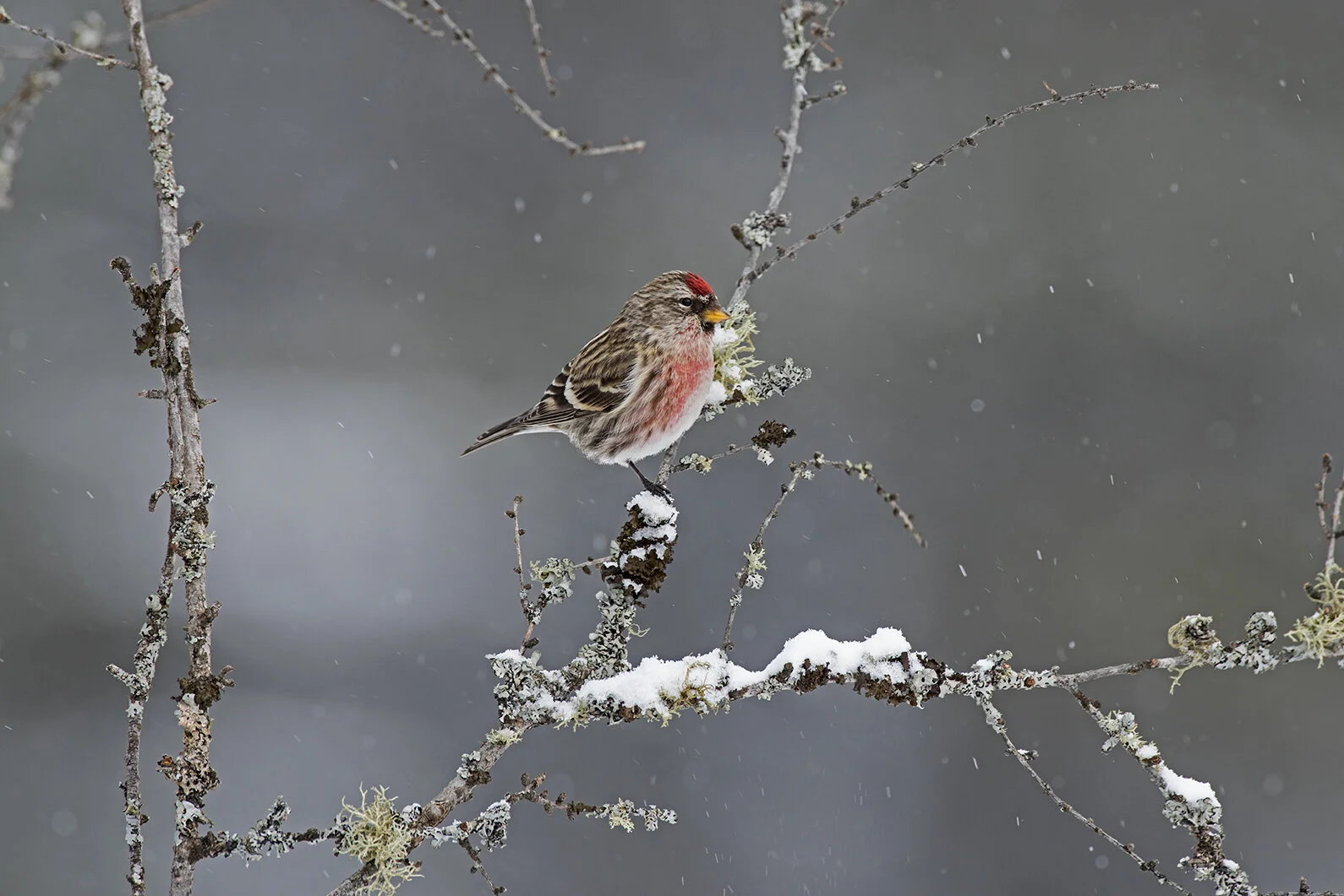 Common_Redpoll_DSC3666 copy.jpg