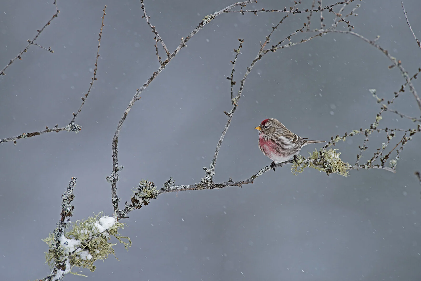 Common_Redpoll_DSC3885 copy.jpg