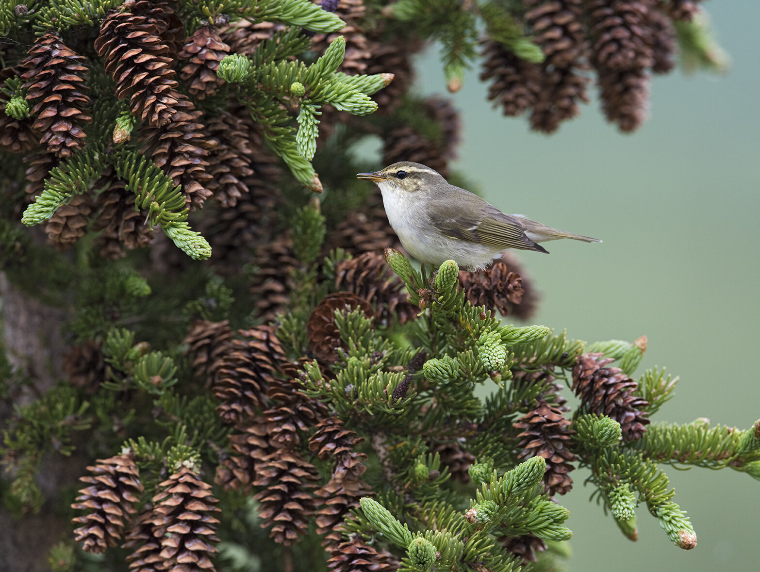 Arctic_Warbler_DSC1004 copy.jpg