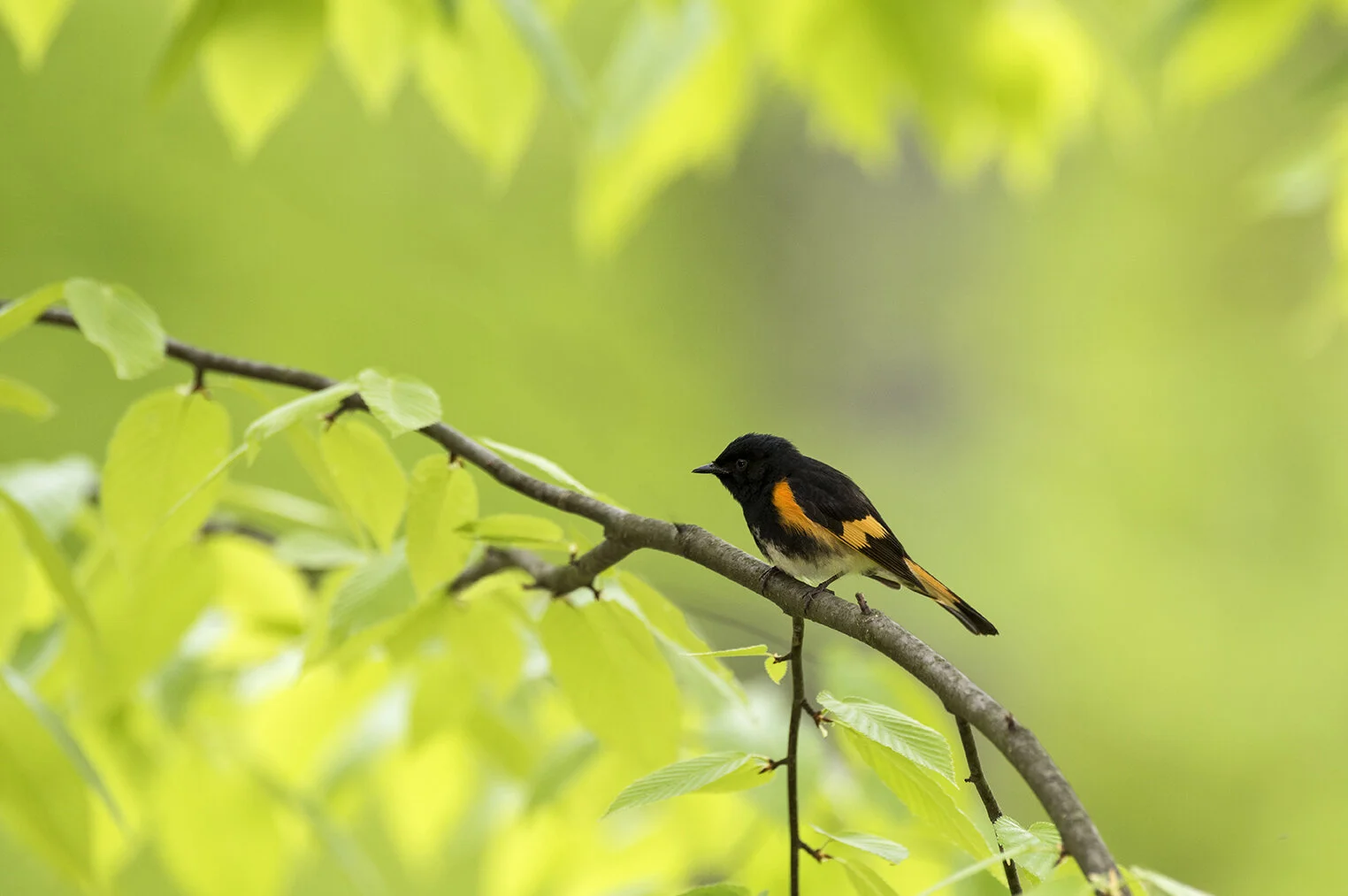 American_Redstart_DSC_9585 copy.jpg