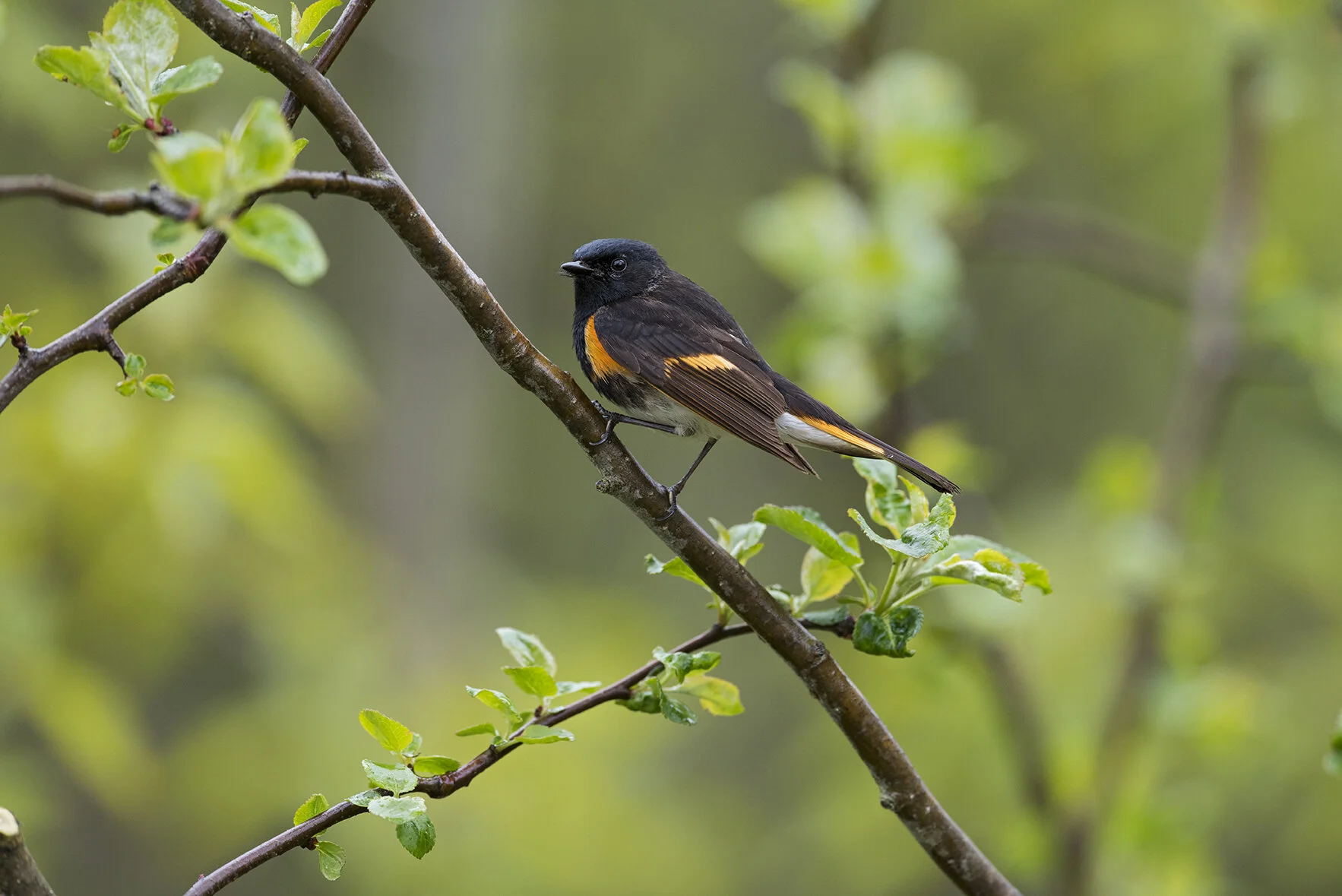 American_Redstart_DSC5658 copy.jpg