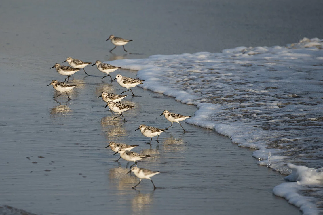 Sanderling_DSC_4817 copy.jpg