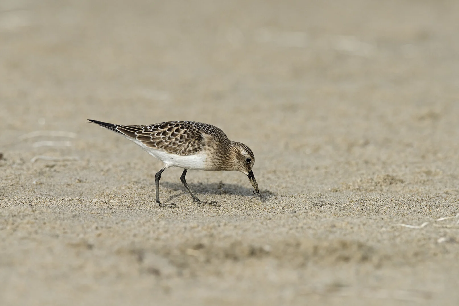 Baird_s_Sandpiper_DSC_5659 copy.jpg