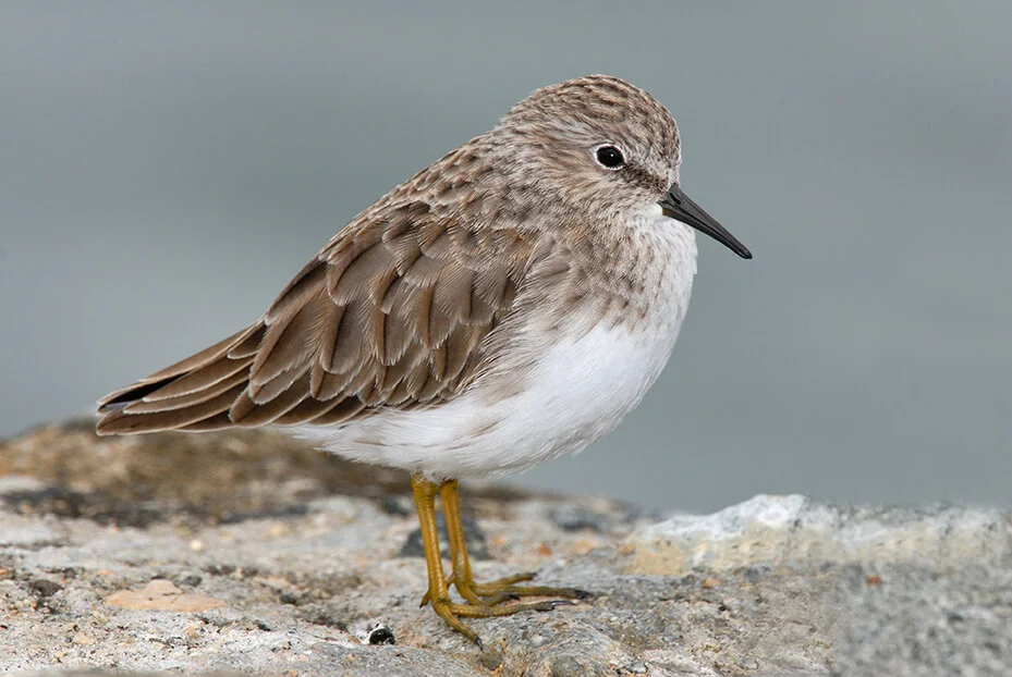 Least_Sandpiper_DSC_0040 copy.jpg