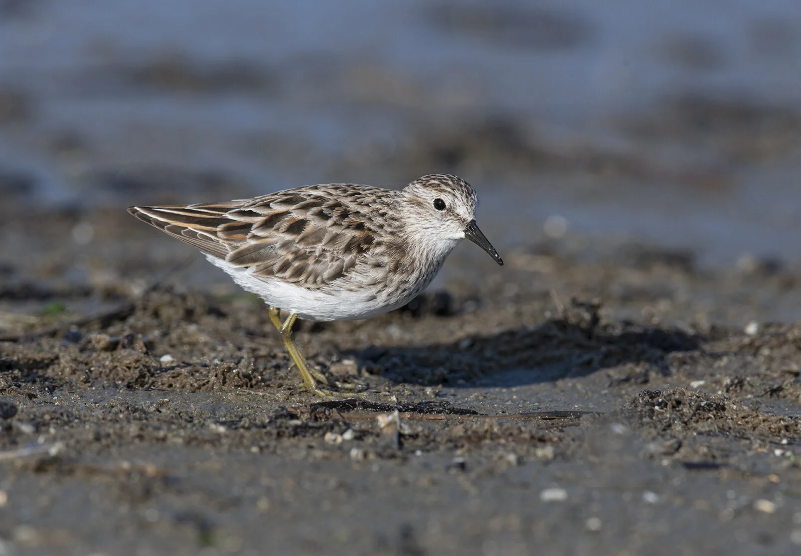 Least_Sandpiper_D854356 copy.jpg