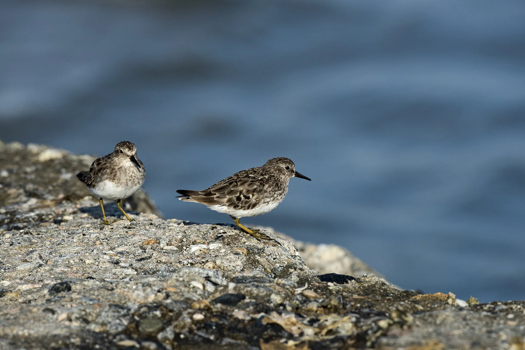 Least_Sandpiper_DSC_2955 copy.jpg