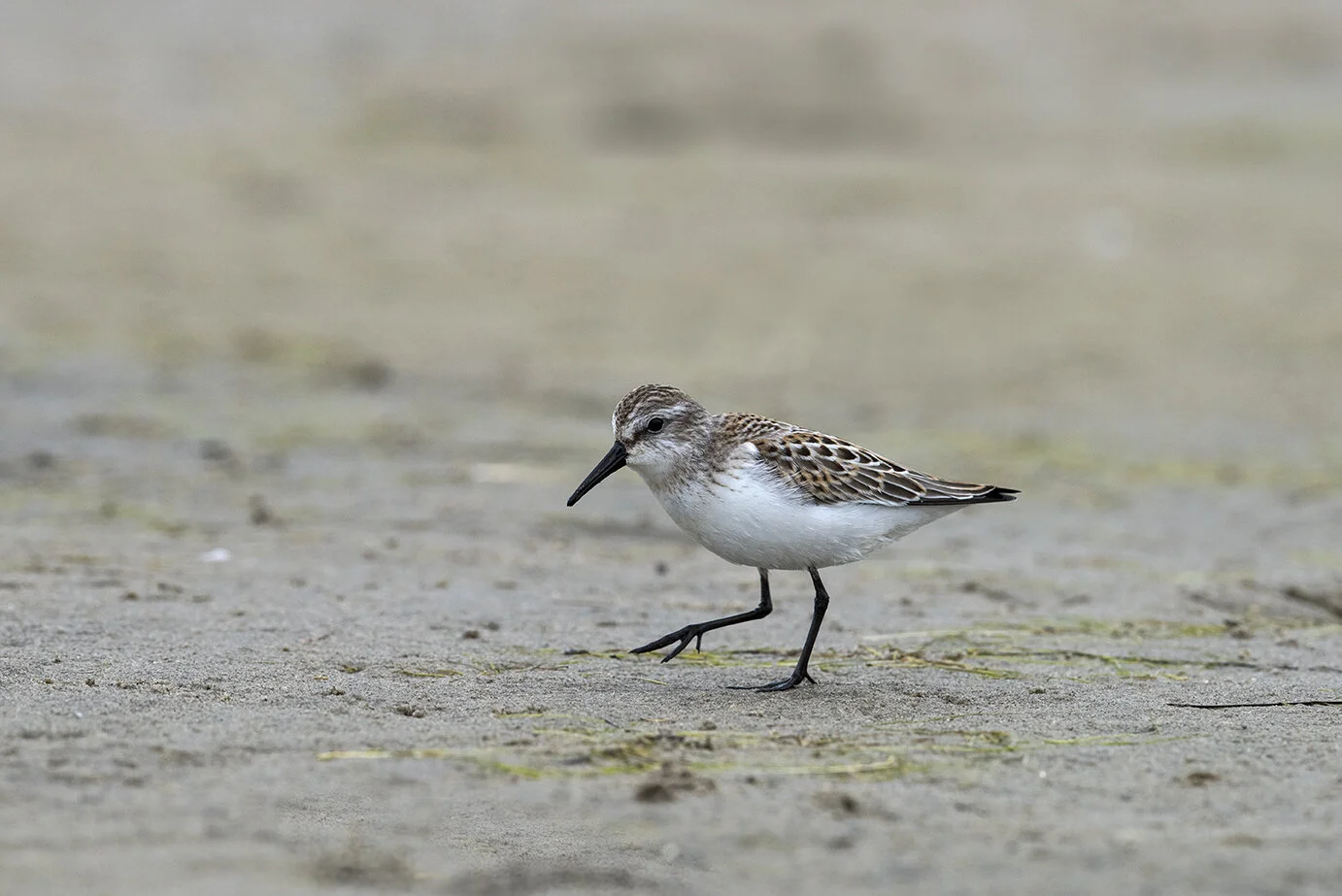 Western_Sandpiper_DSC_4323 copy.jpg