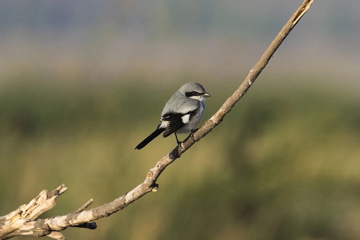 Logger-head_Shrike_DSC_7837 copy.jpg