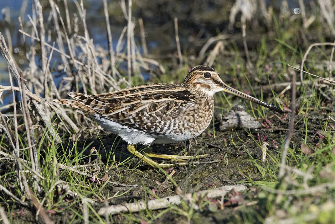 Wilson_s_Snipe_DSC_8063 copy.jpg