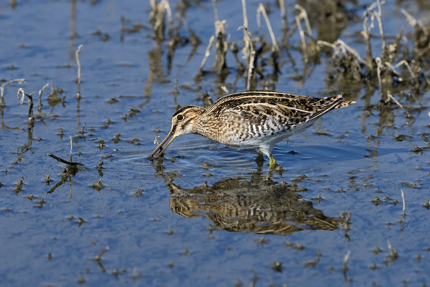 Wilson_s_Snipe_DSC_8114 copy.jpg