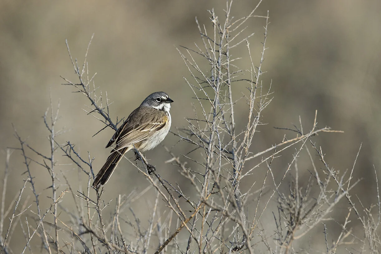 Bell_s_Sparrow_DSC_9091 copy.jpg