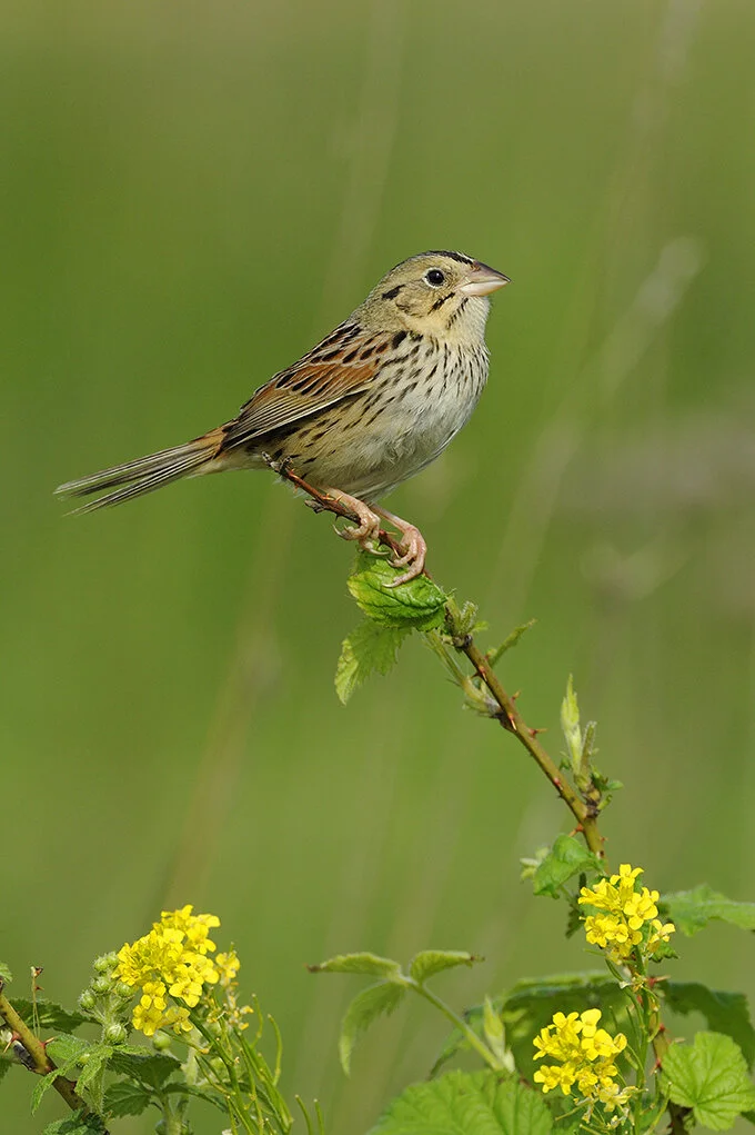 Henslow_s_Sparrow_DSC0626 copy.jpg