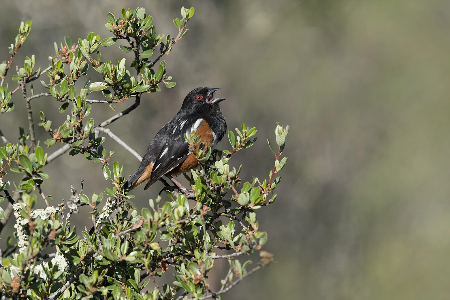 Spotted_Towhee_DSC2004 copy.jpg