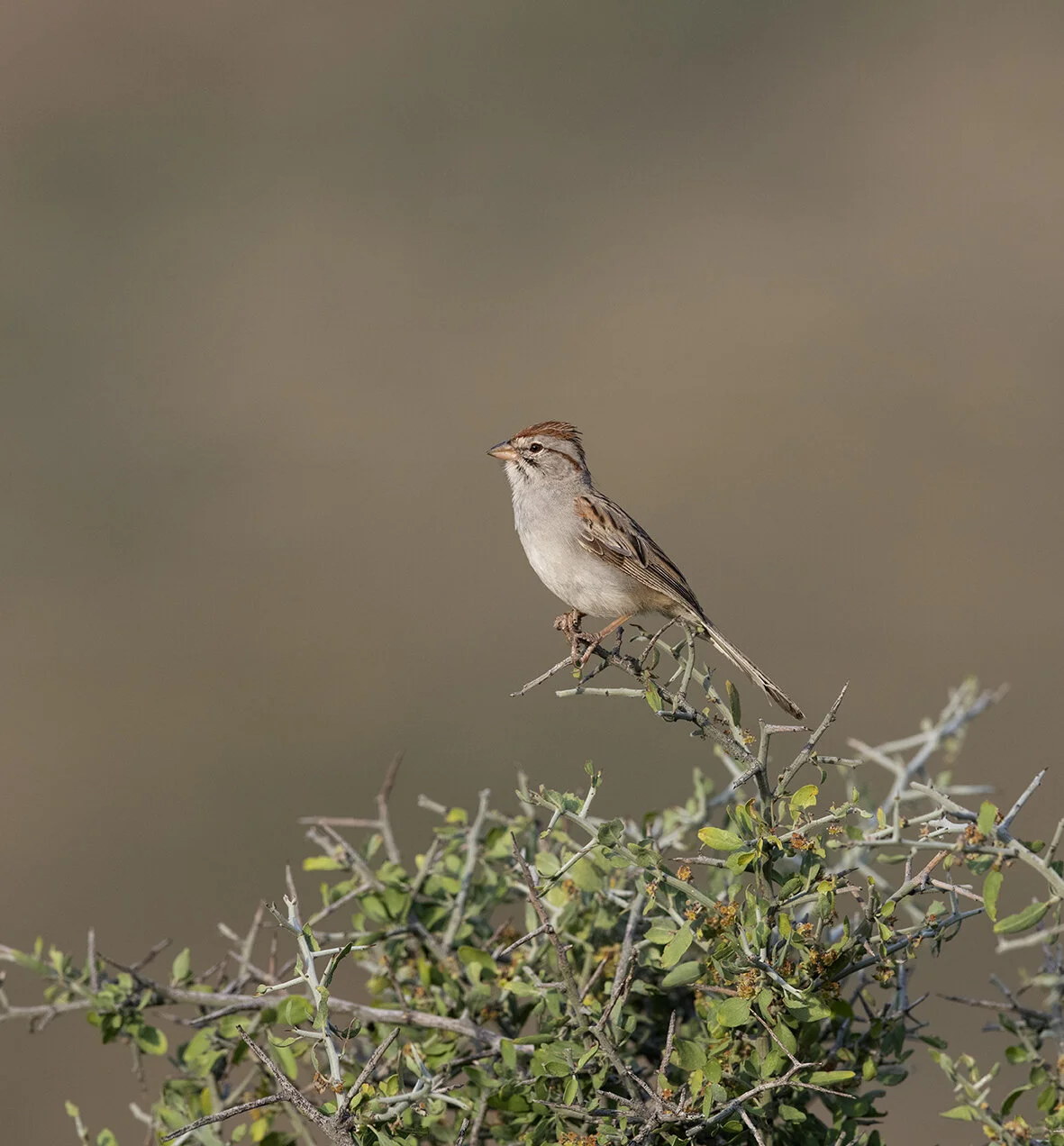 Rufous-winged_Sparrow_D85_5527 copy.jpg