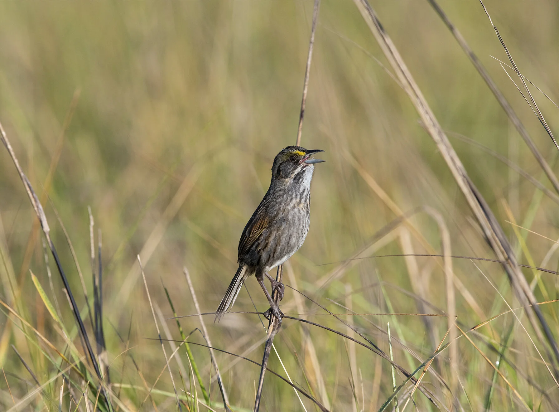 Seaside_Sparrow_D856552 copy.jpg
