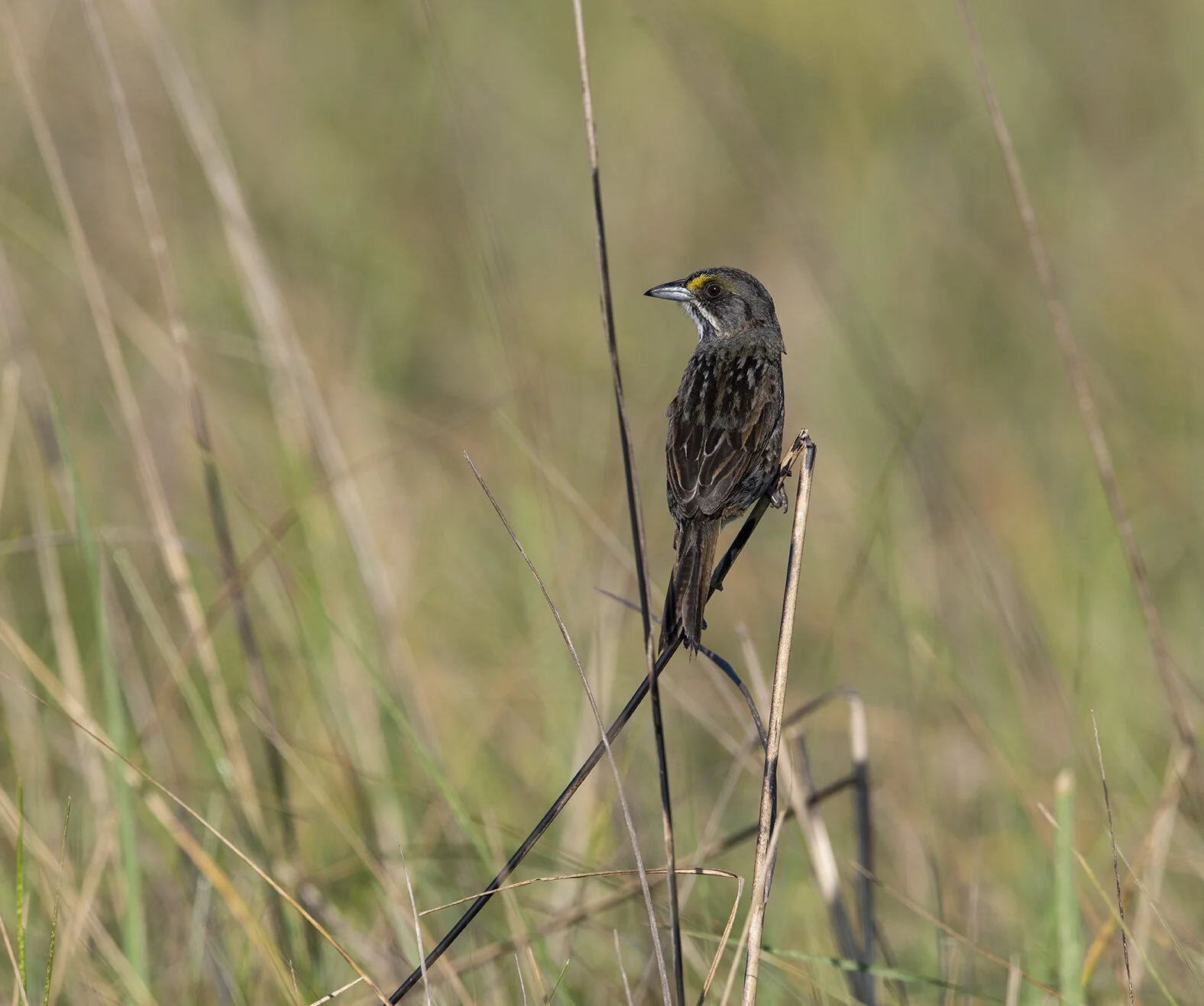 Seaside_Sparrow_D856817 copy.jpg