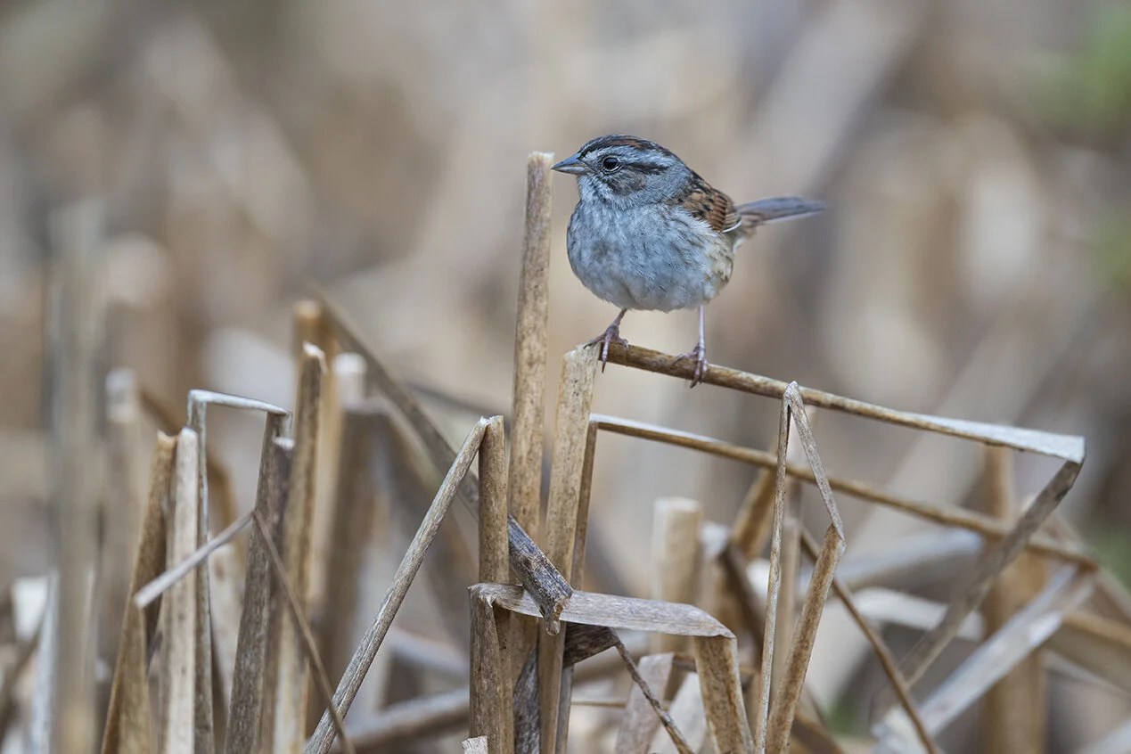 Swamp_Sparrow_DSC5365 copy.jpg