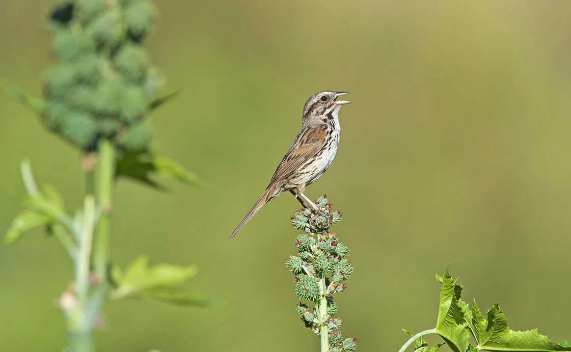 Song_Sparrow_DSC2844 copy.jpg