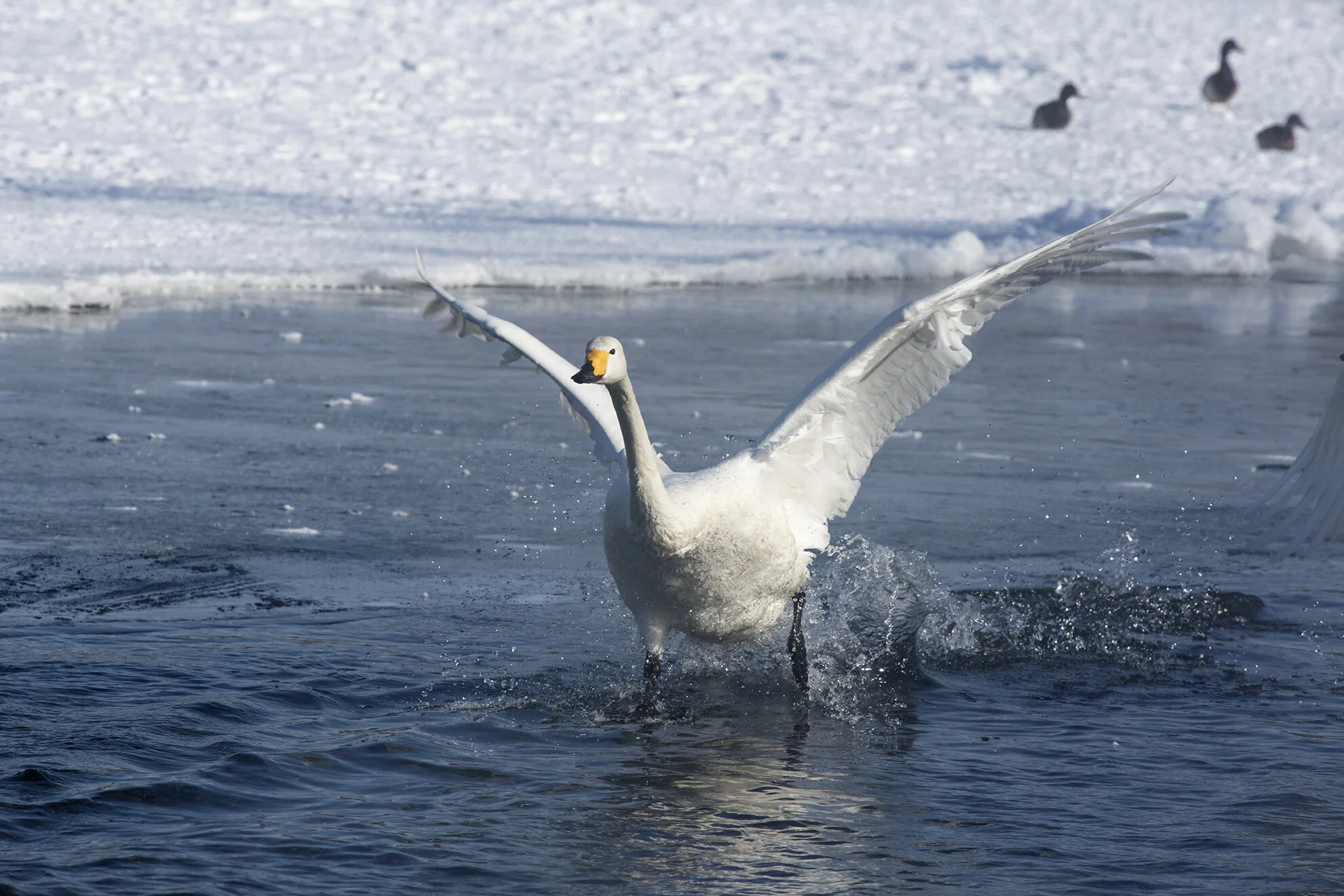 Whooper_Swan_D858105 copy.jpg