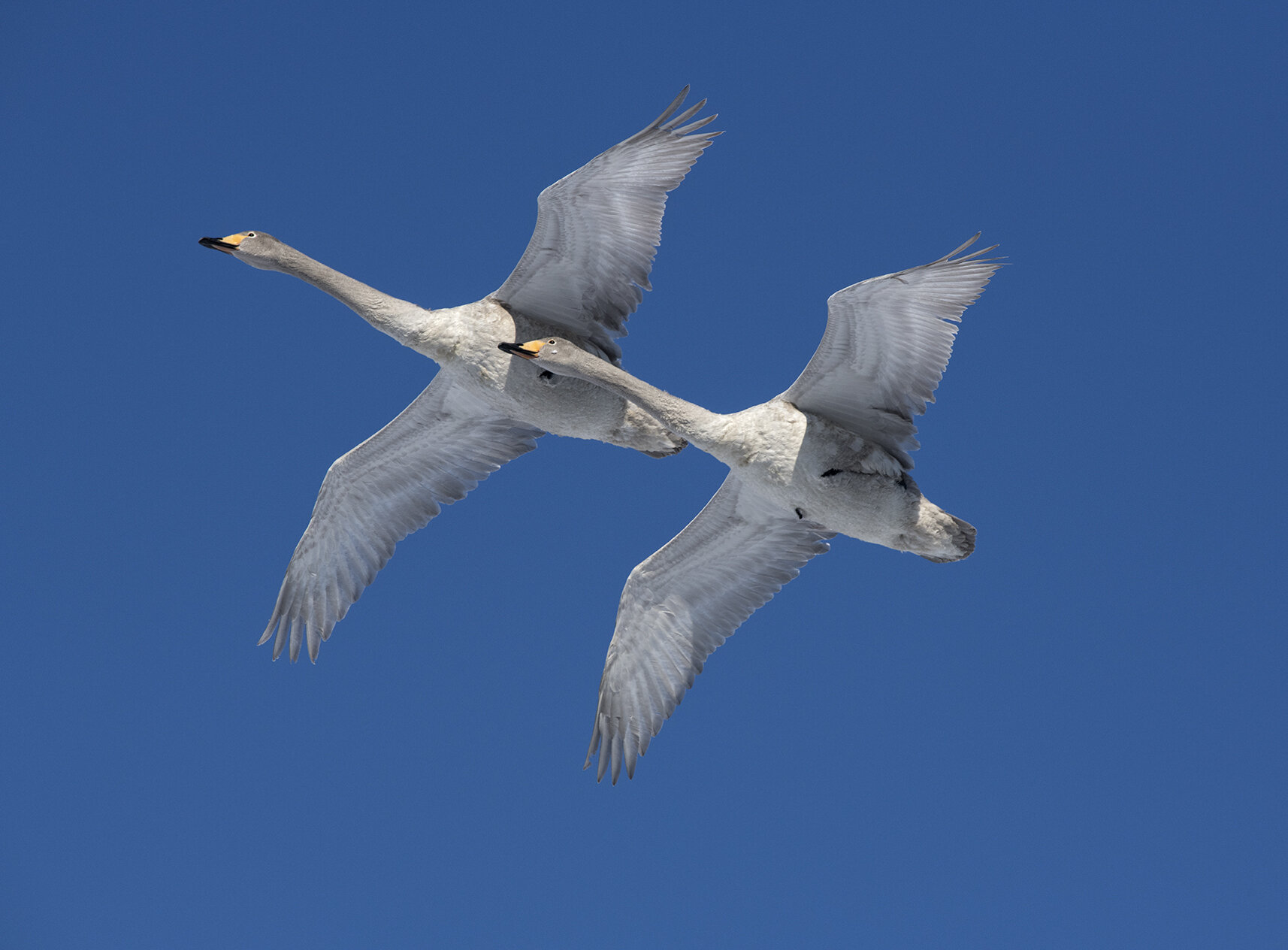 Whooper_Swan_D857960 copy.jpg