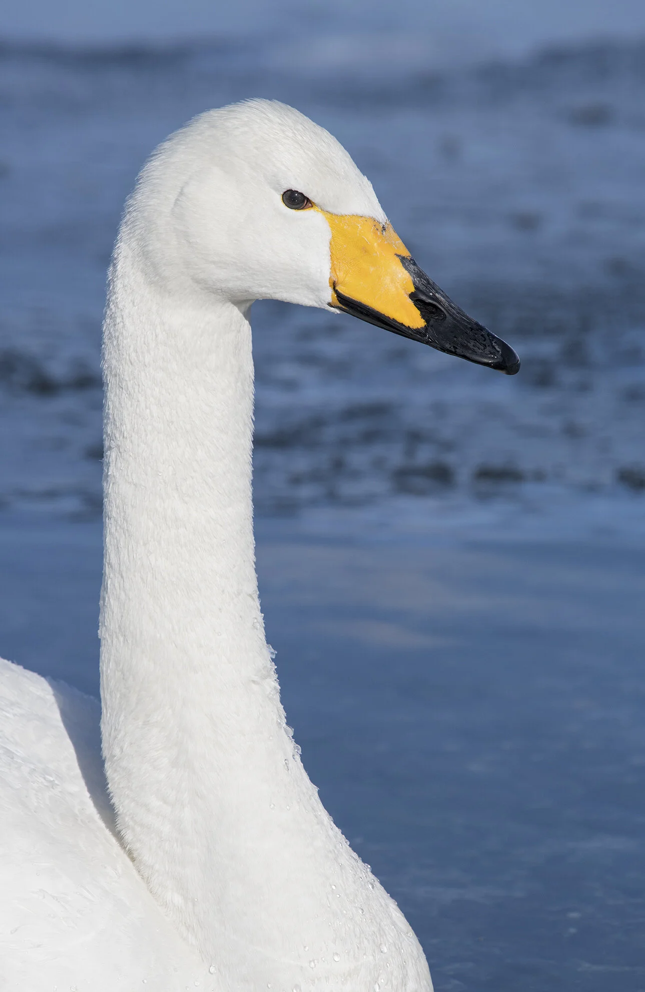 Whooper_Swan_D858229 copy.jpg