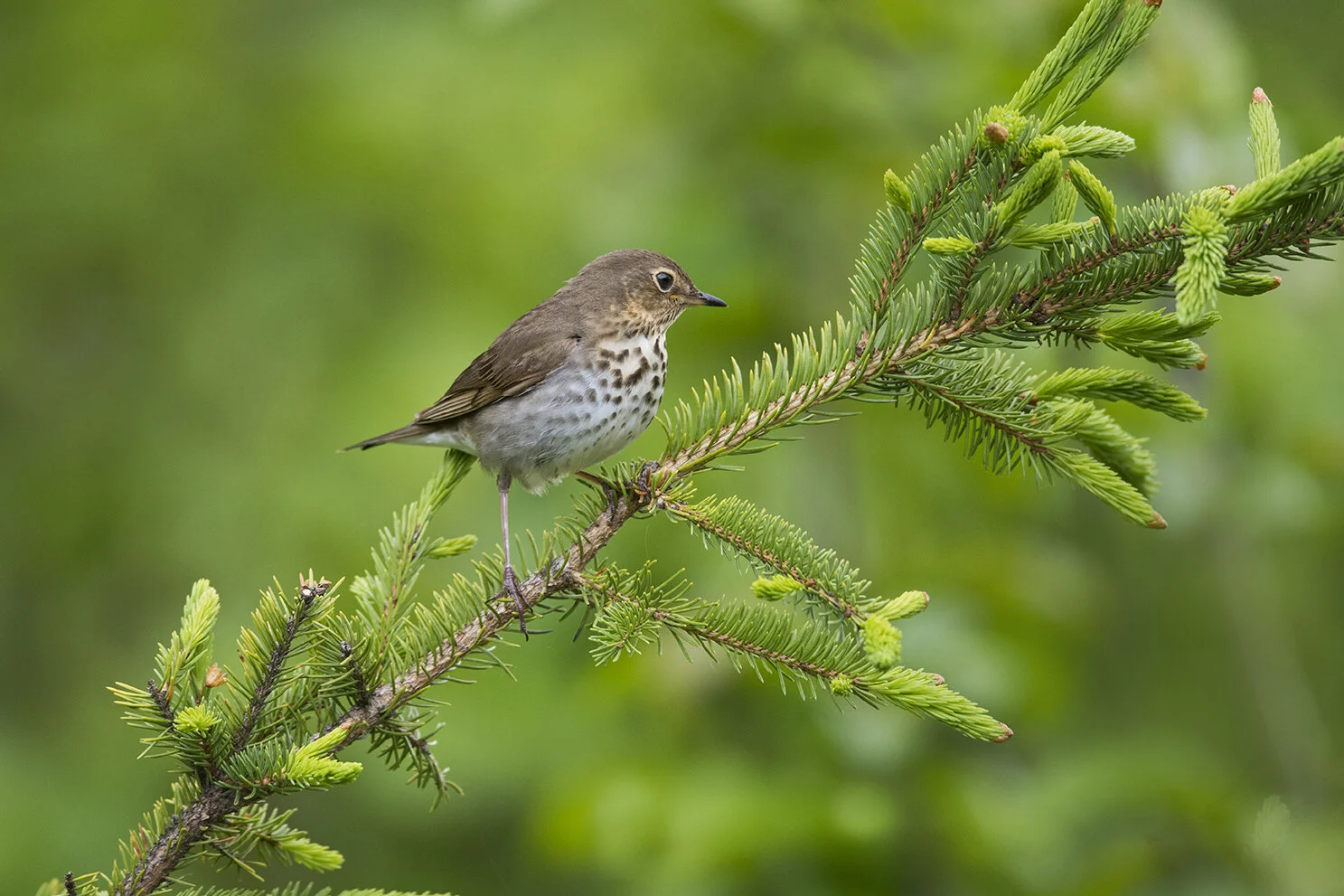 Swainson_s_Thrush_DSC2607 copy.jpg