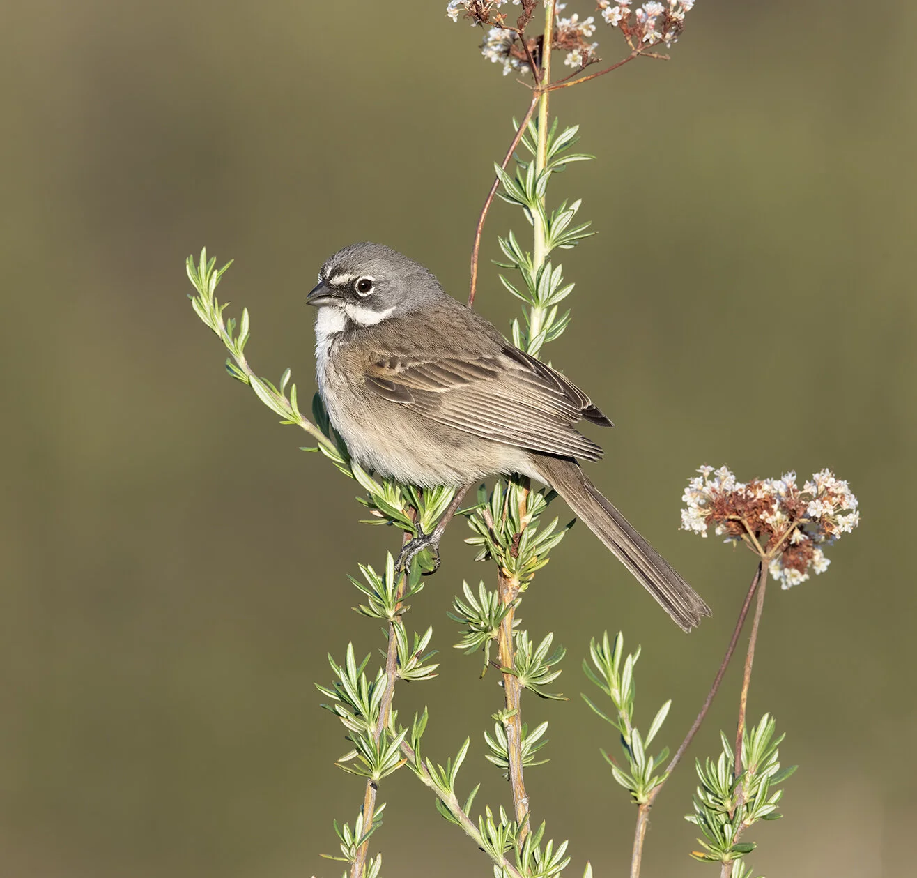 Bell's_Sparrow_D85_6094.jpg