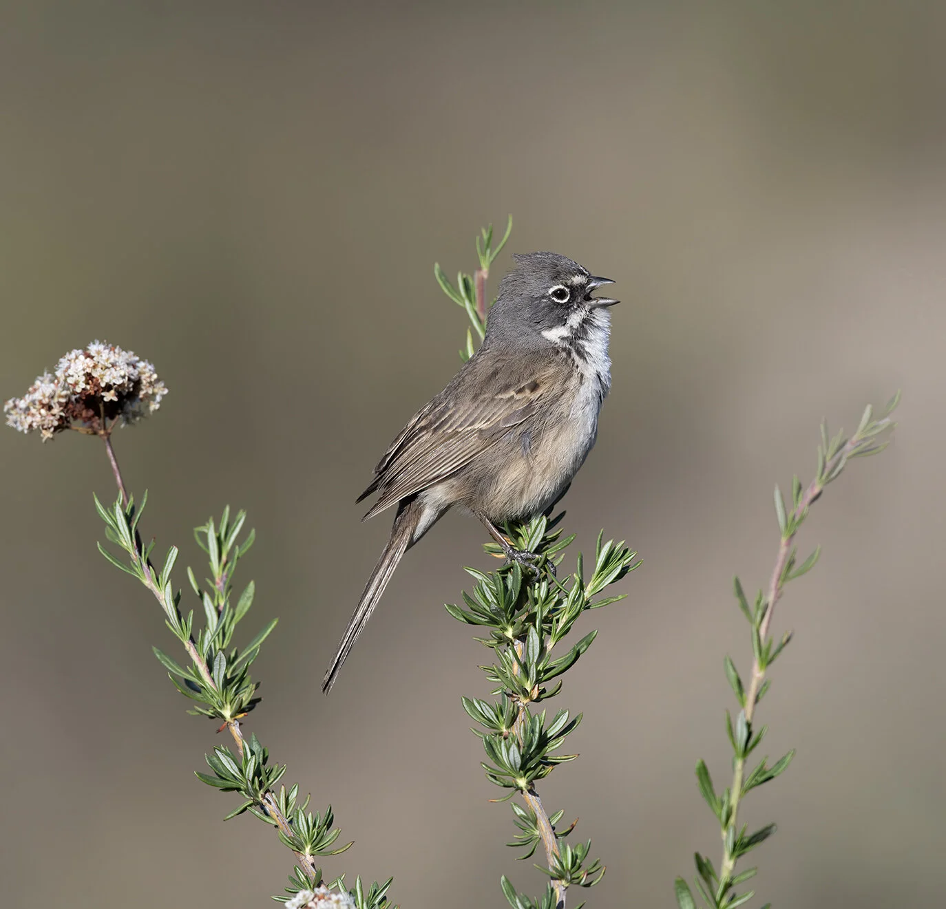 Bell's_Sparrow_D85_6557.jpg