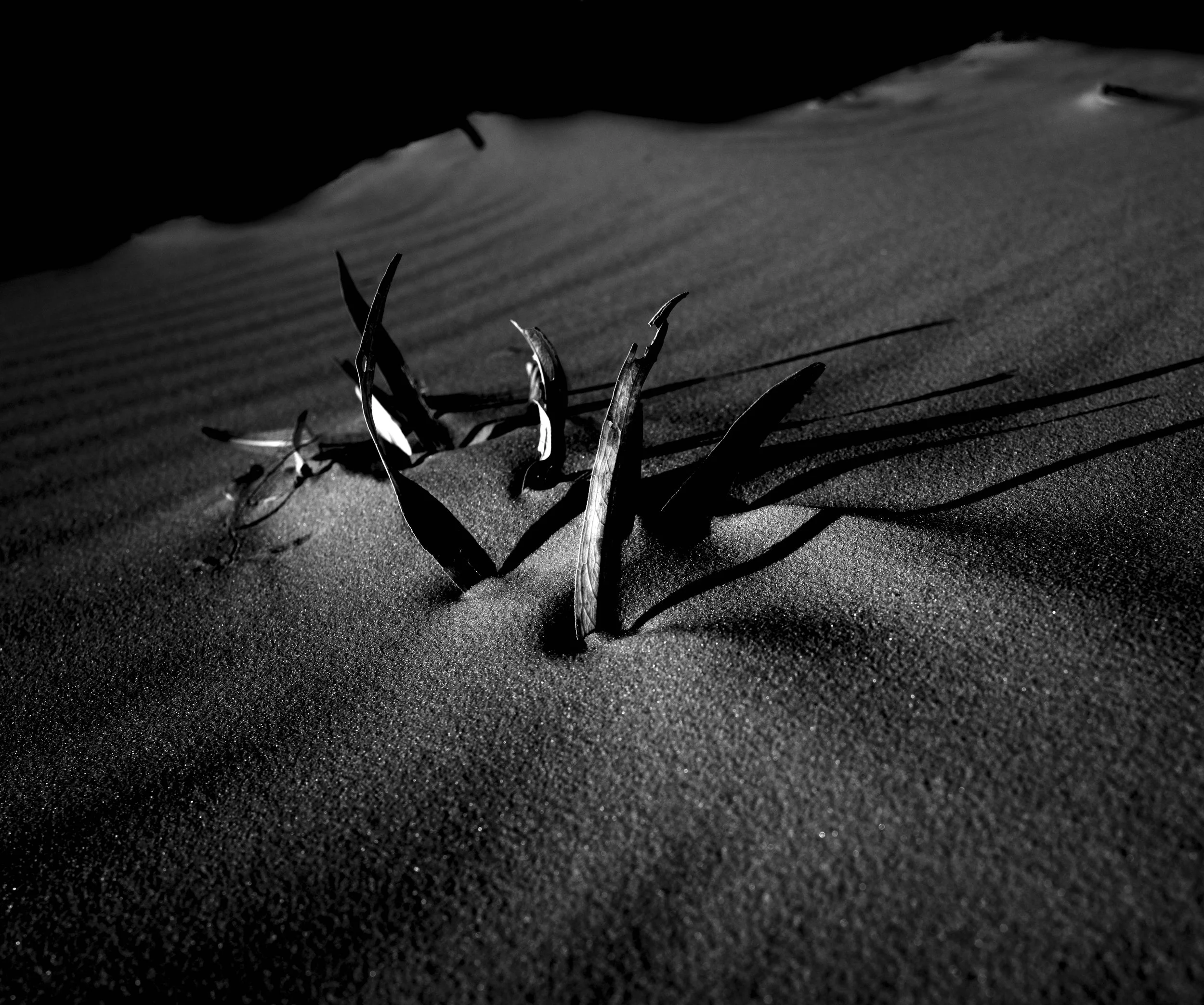 leaf in sand L1010824 v1.jpg