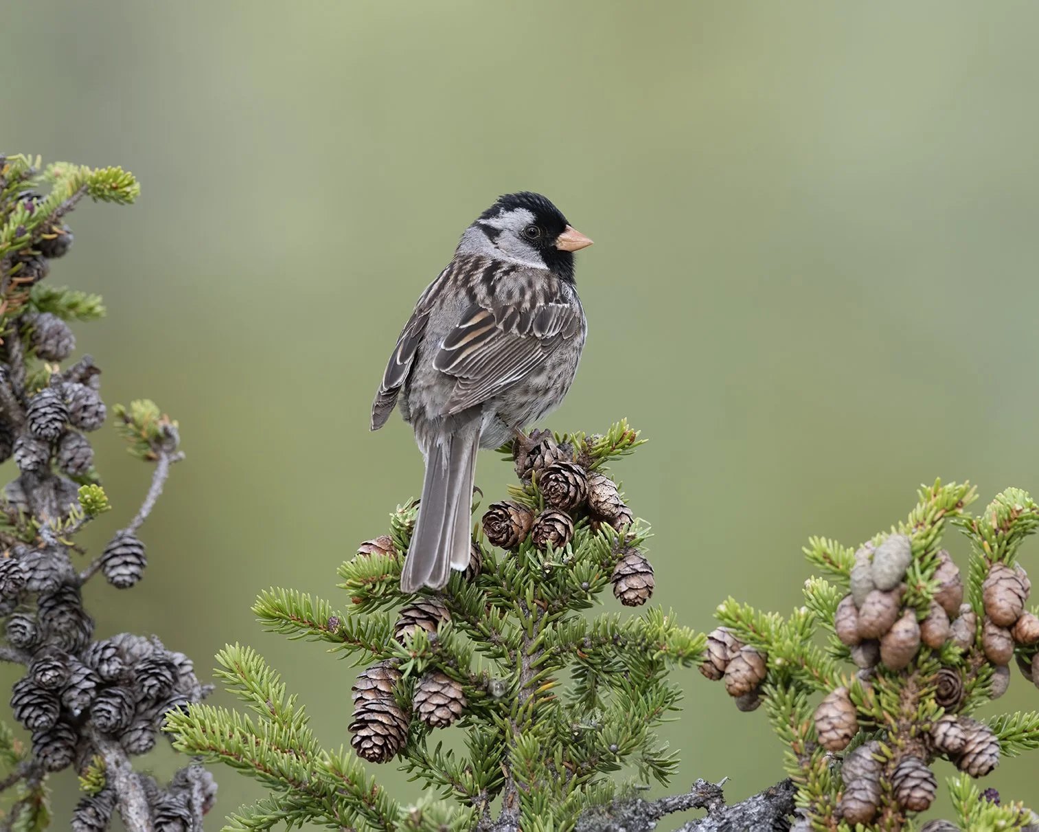 Harris's_Sparrow_D85_4008.jpg
