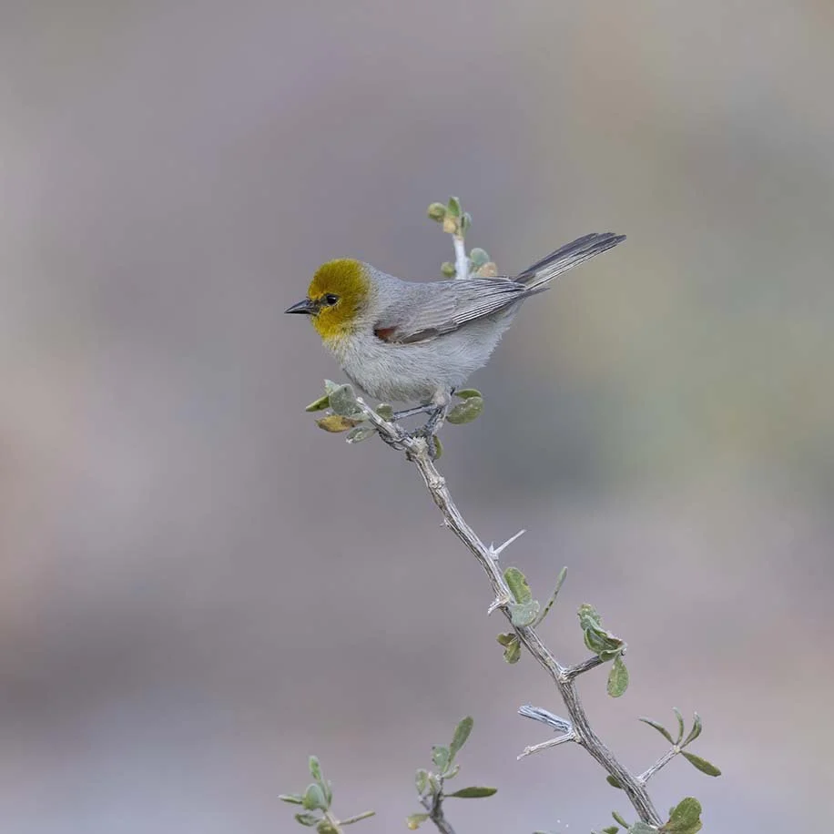Verdin_Z090645.JPG