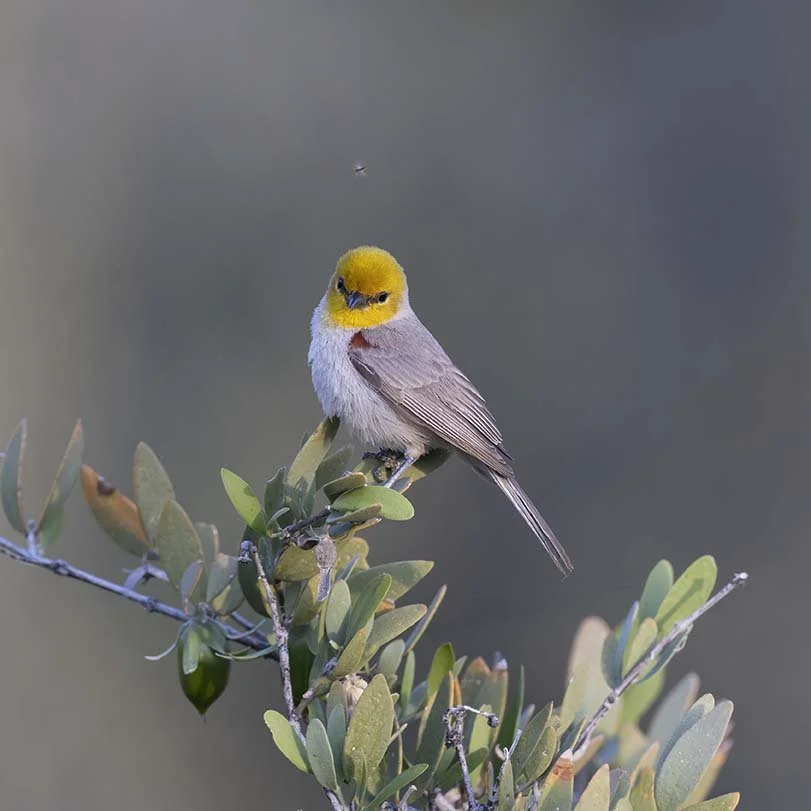 Verdin_Z090715.JPG