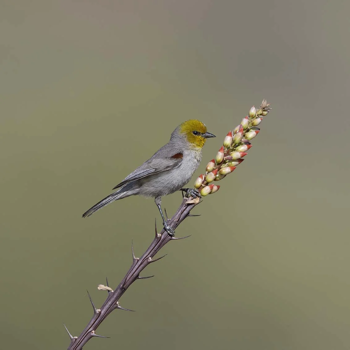 Verdin_Z091312.JPG