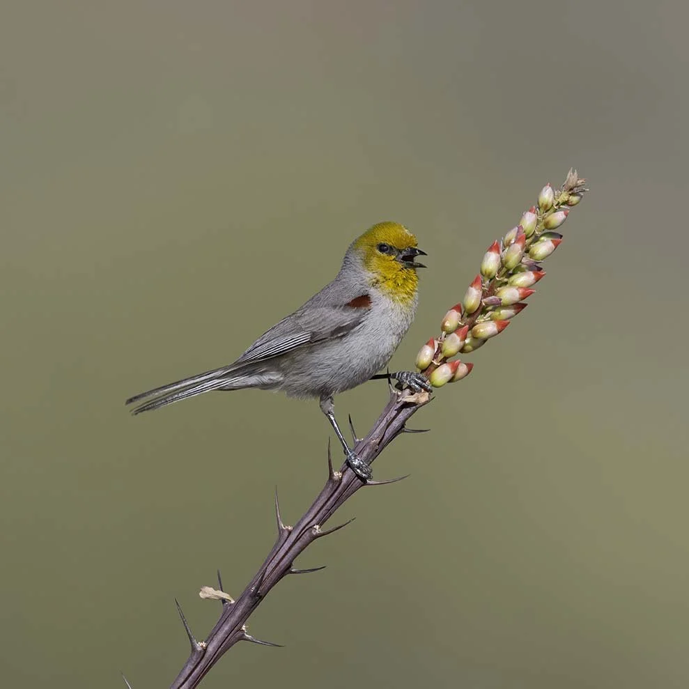 Verdin_Z091319.JPG