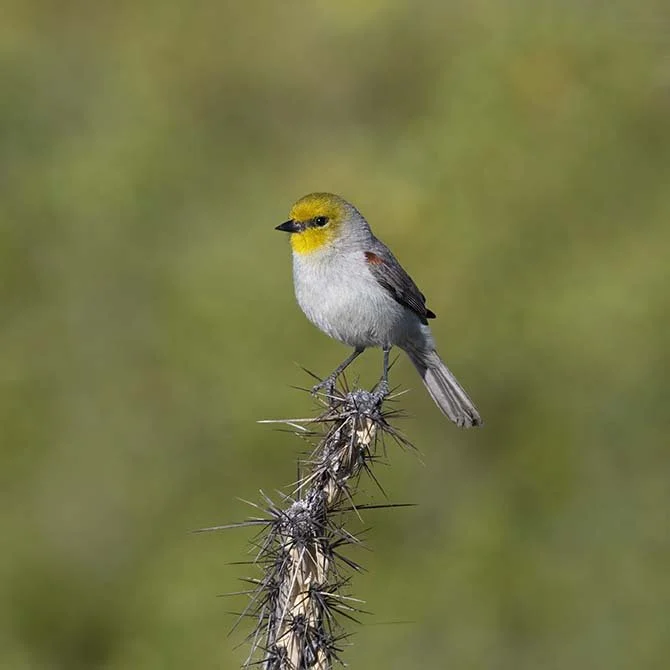 Verdin_Z097513.JPG