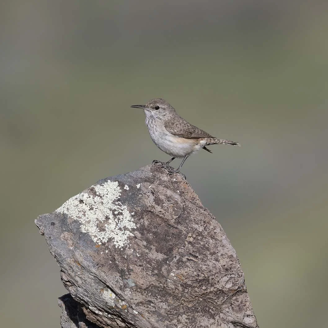 Rock_Wren_Z099794.JPG
