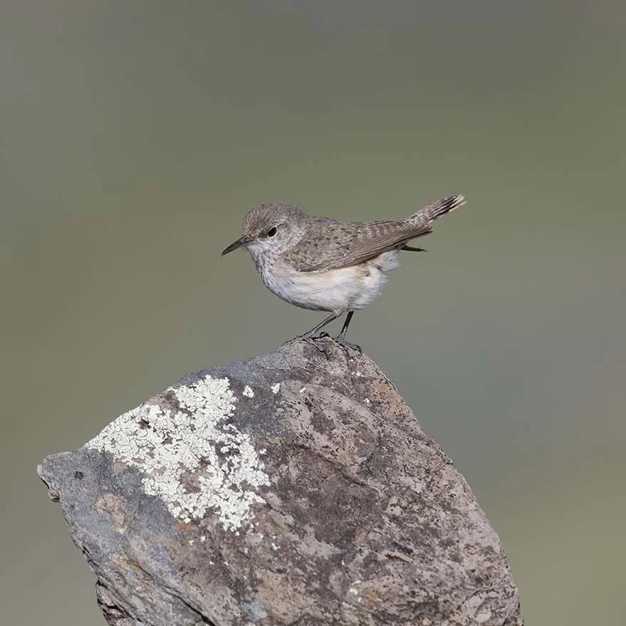 Rock_Wren_Z099877.JPG