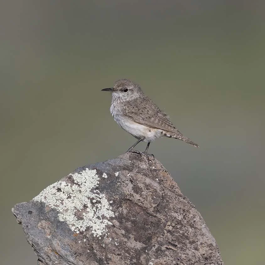 Rock_Wren_Z099906.JPG