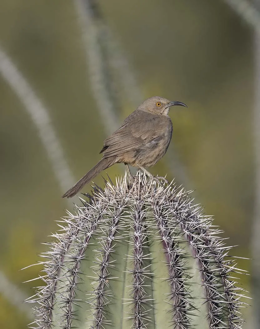 Curve-billed_Thrasher_Z097623.JPG