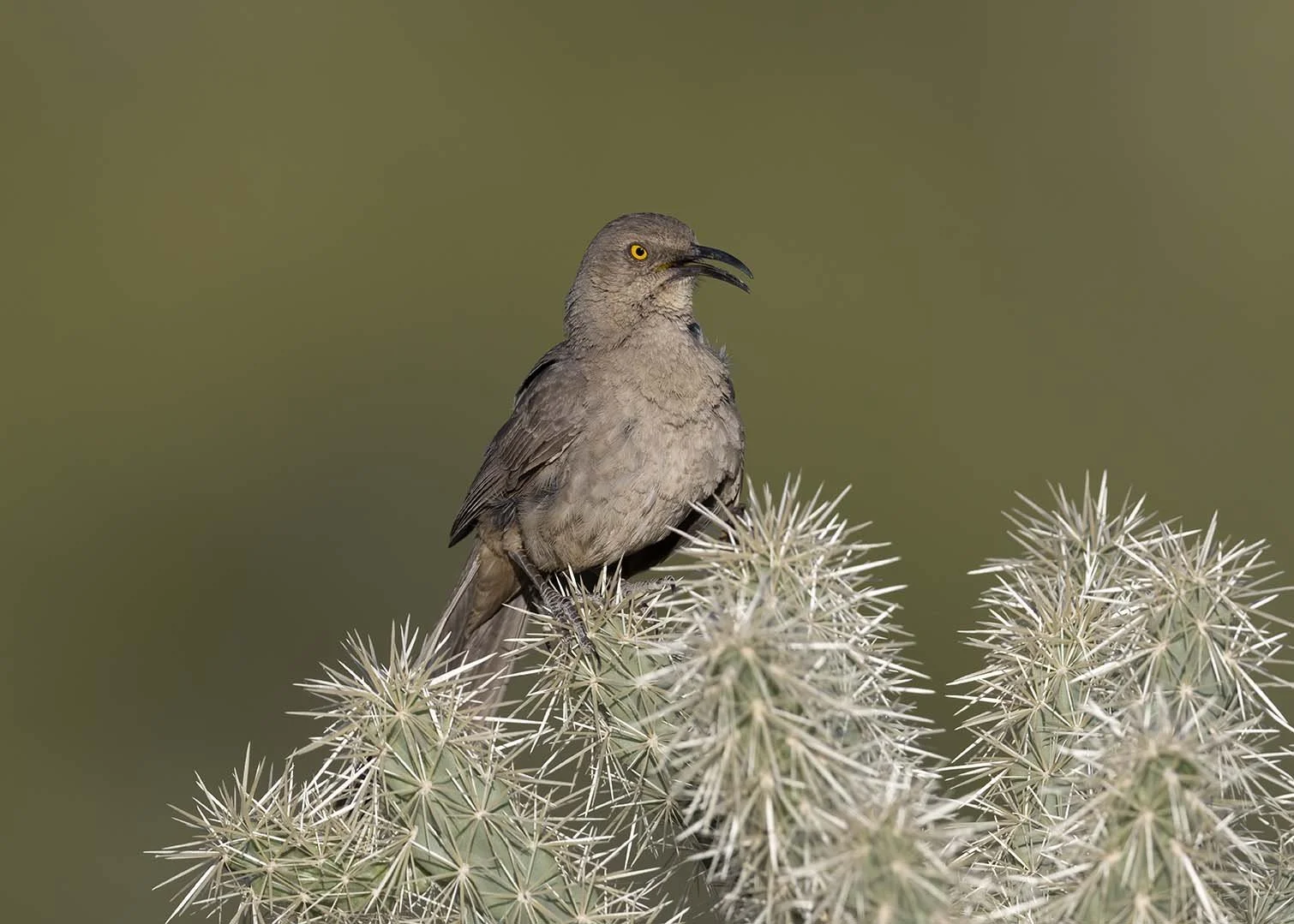 Curve-billed_Thrasher_Z097644.JPG