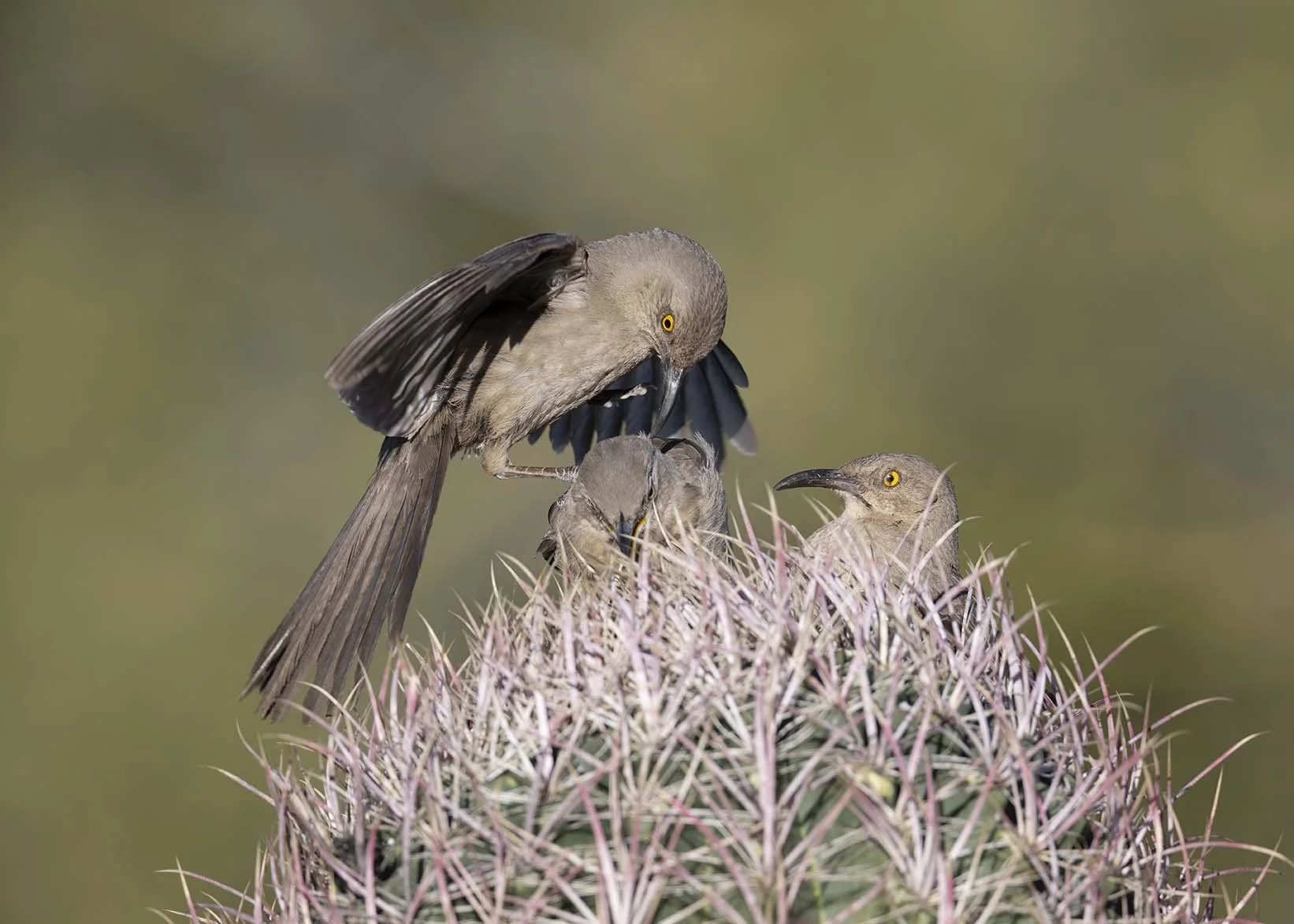 Curve-billed_Thrasher_Z097704.JPG