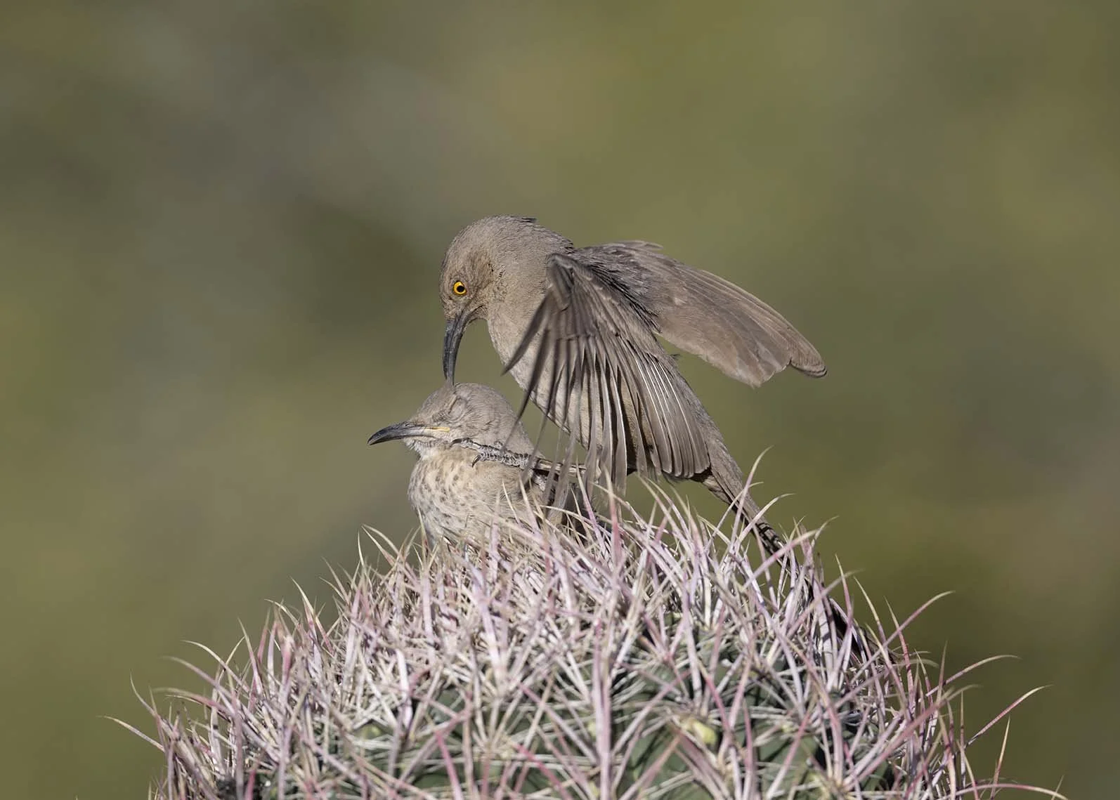 Curve-billed_Thrasher_Z097708.JPG