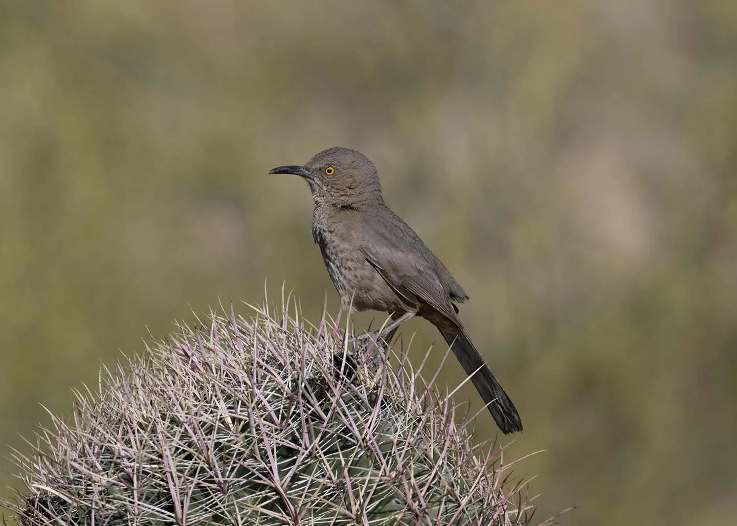 Curve-billed_Thrasher_Z098117.JPG