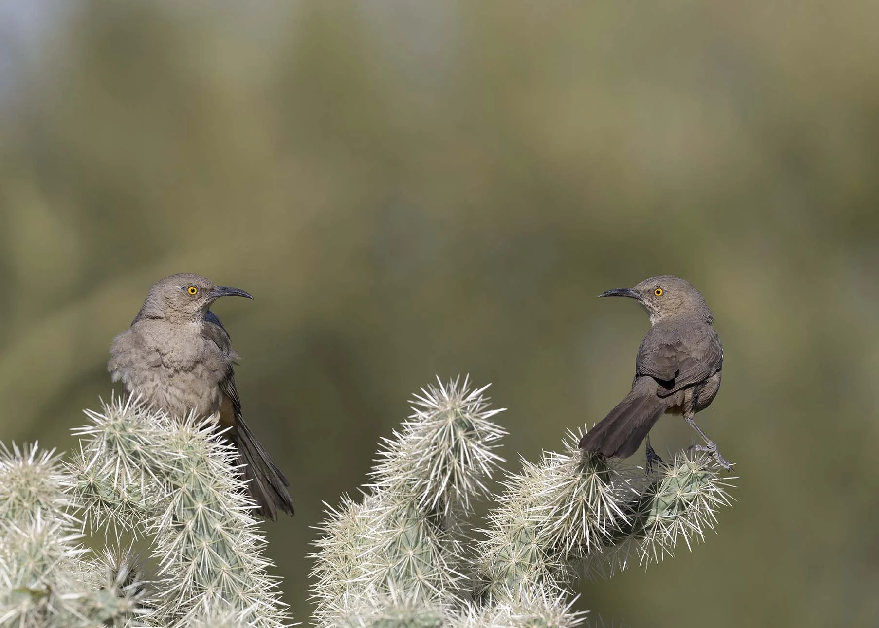 Curve-billed_Thrasher_Z098131.JPG