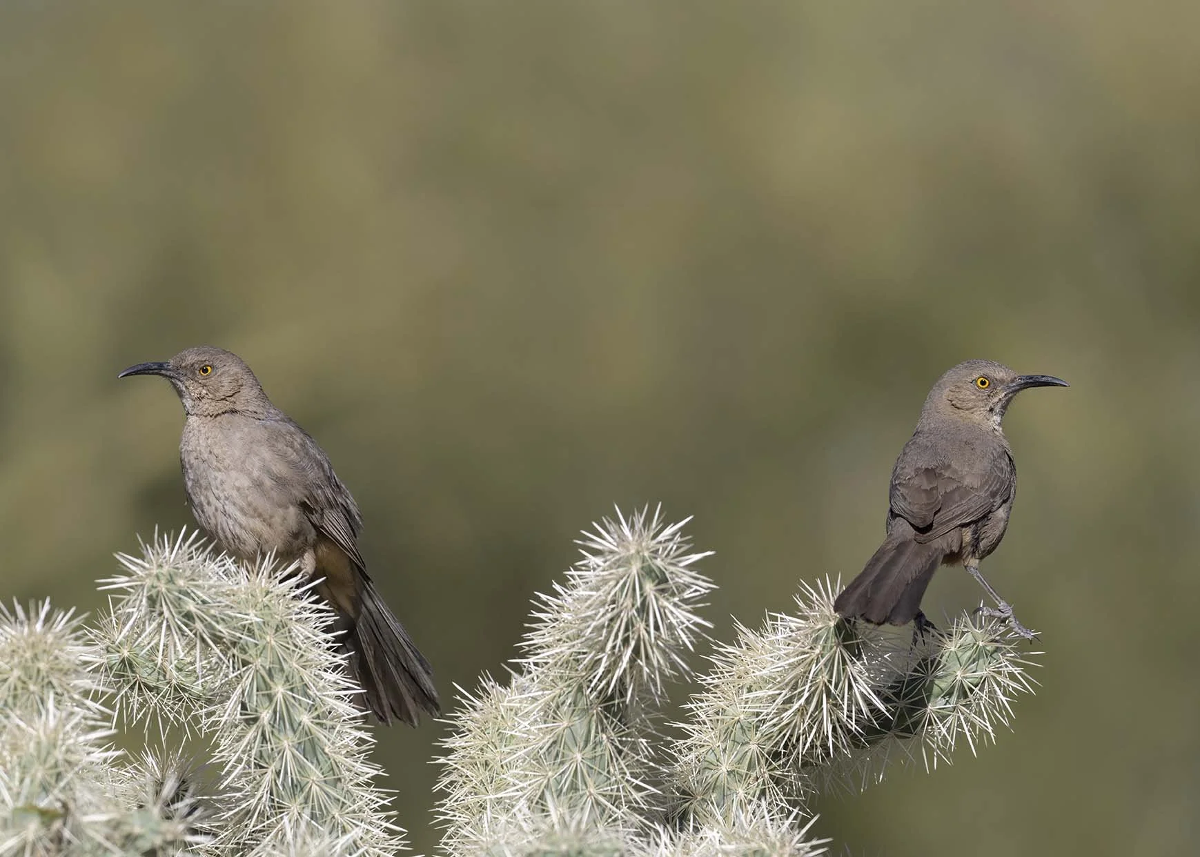 Curve-billed_Thrasher_Z098142.JPG