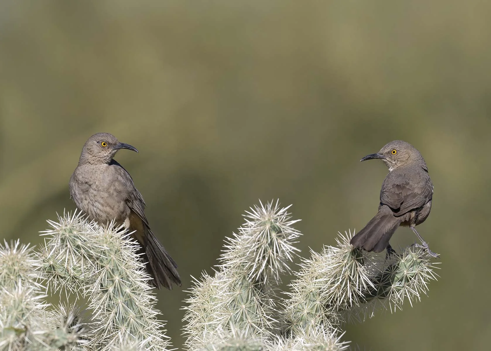 Curve-billed_Thrasher_Z098151.JPG