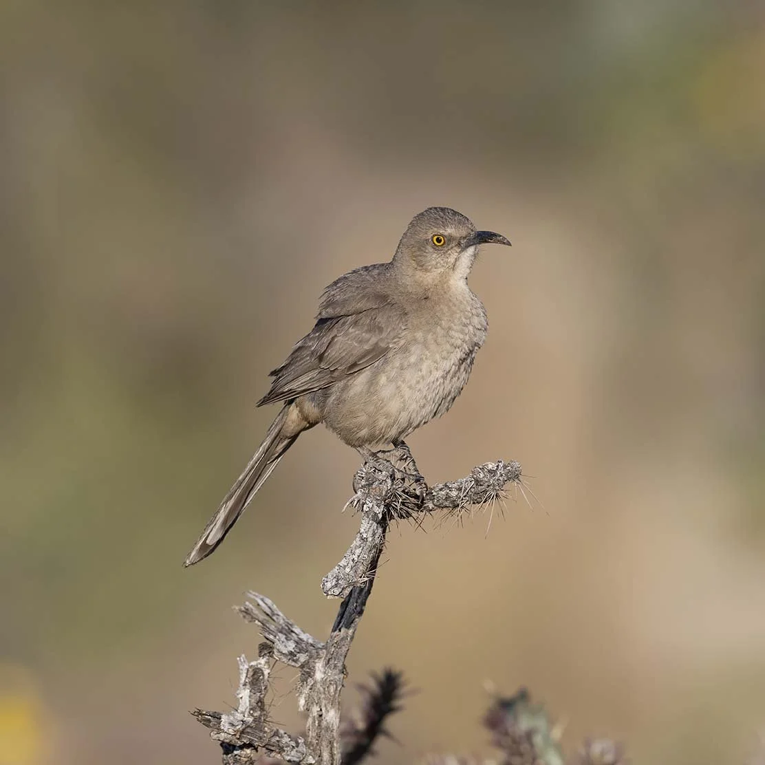 Curve-billed_Thrasher_Z098216.JPG